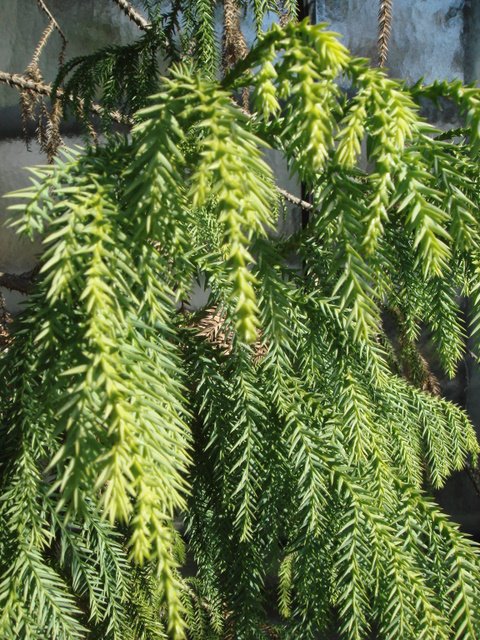Taiwania cryptomerioides aiguille